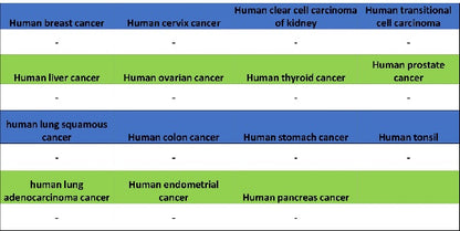 Mouse TER-119/Erythroid Cells Recombinant Rat mAb (TER-119)