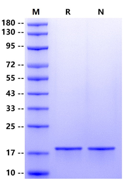 FGF-basic(154aa) Protein, Human