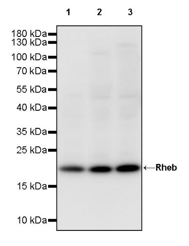 Rheb Rabbit Polyclonal Antibody