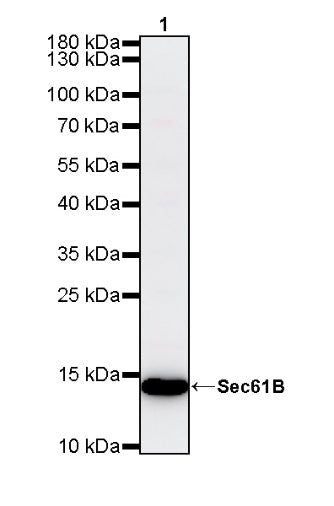 Sec61B Recombinant Rabbit mAb (S-4499-3)