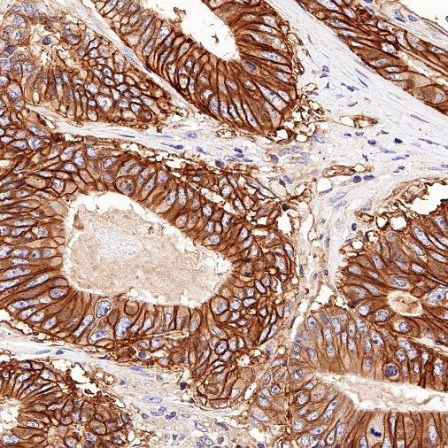 CD46 Recombinant Rabbit mAb (S-668-119)