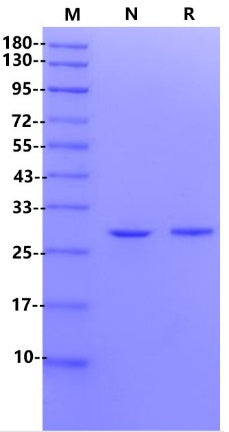 Ultra Nuclease (Tag free)