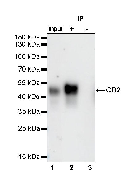 CD2 Recombinant Rabbit mAb,PBS Only (SDT-R261)