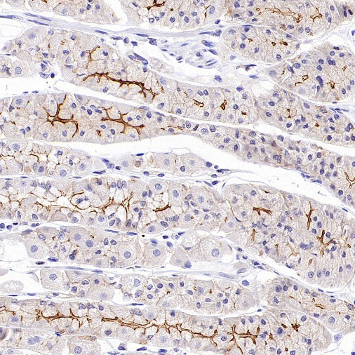 ZO-1 Recombinant Rabbit mAb (S-2188-12)