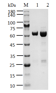 RIPK2 Protein