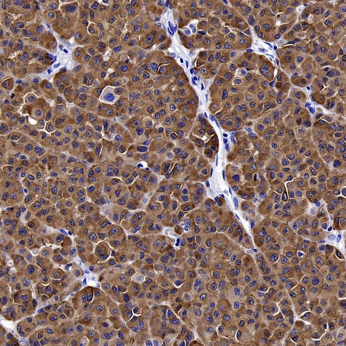 MelanA Recombinant Rabbit mAb (SDT-3352)
