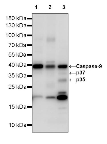 Caspase-9 Recombinant Rabbit mAb (S-1541-20)