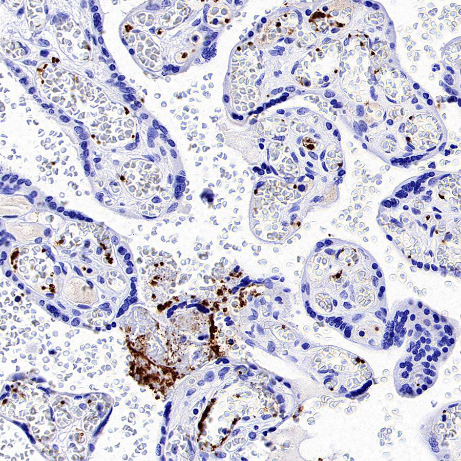 CD41 Mouse mAb (S-3057-8)