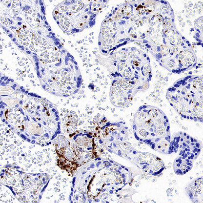 CD41 Mouse mAb (S-3057-8)