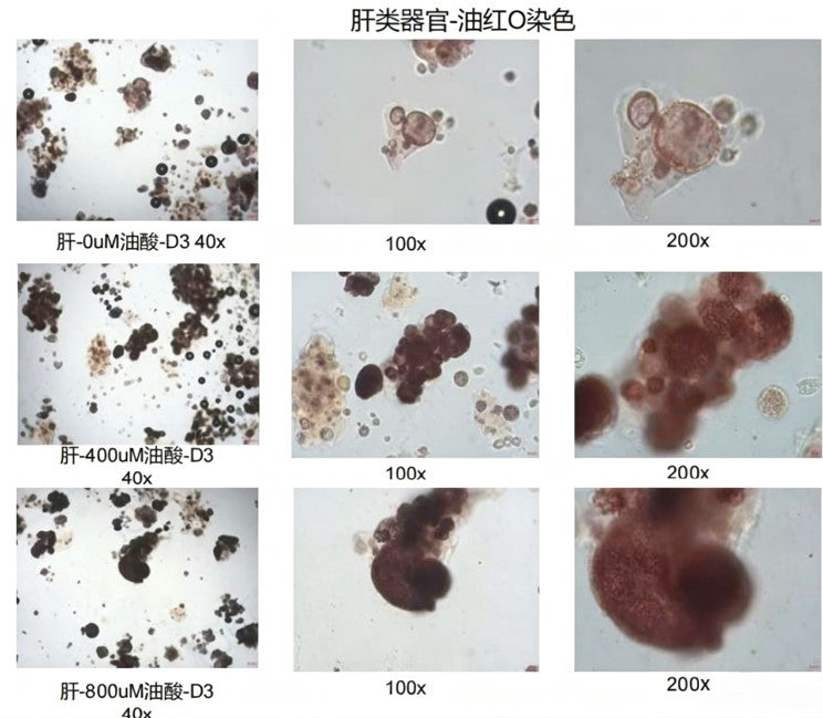 hPSC Induction Differentiation Liver Organoid Kit