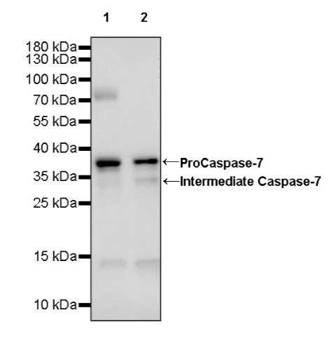 Caspase-7 Recombinant Rabbit mAb (S-782-50)