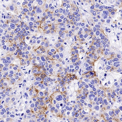 Claudin 3+Claudin 9 Recombinant Rabbit mAb (SDT-1452-80)