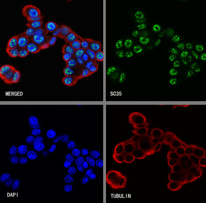 SC35 Recombinant Mouse mAb (S-5700)