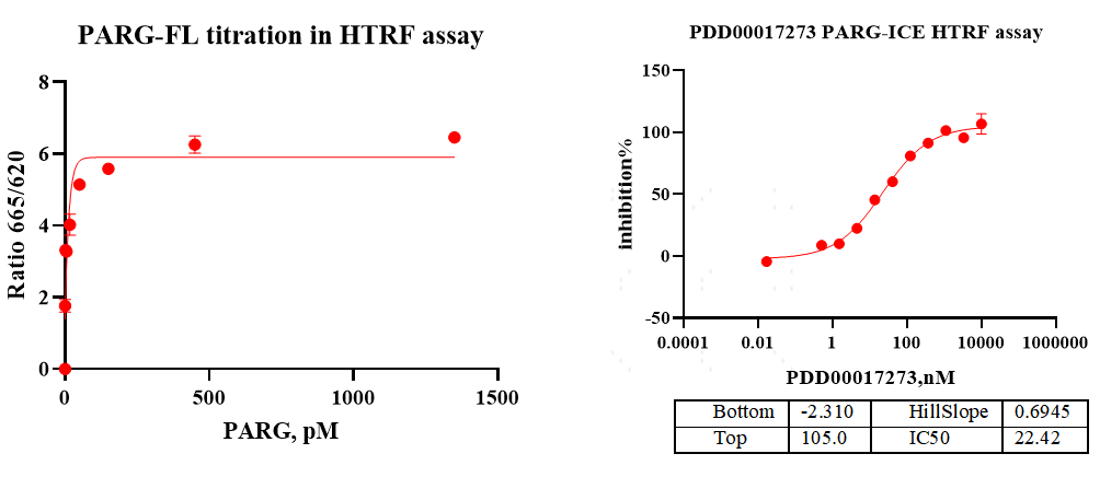 PARG His Tag Protein, Human