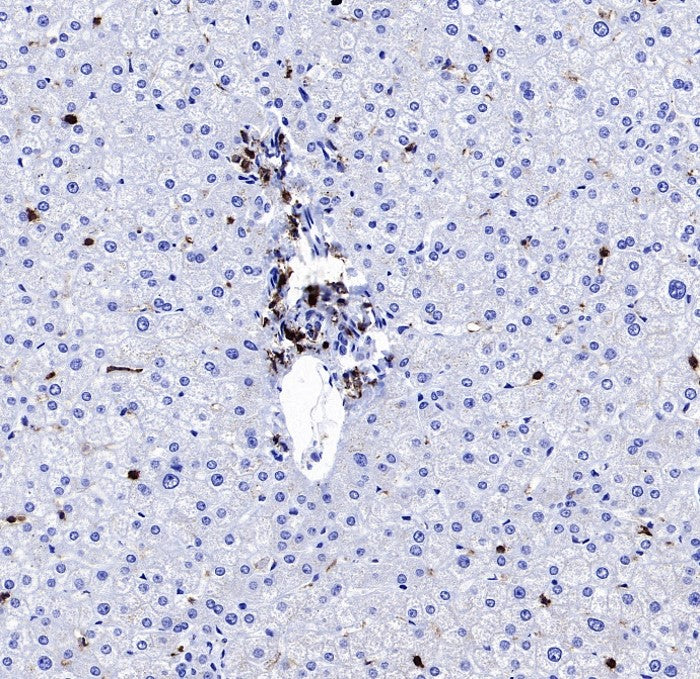 CD45 Recombinant Mouse mAb (S-429-1)