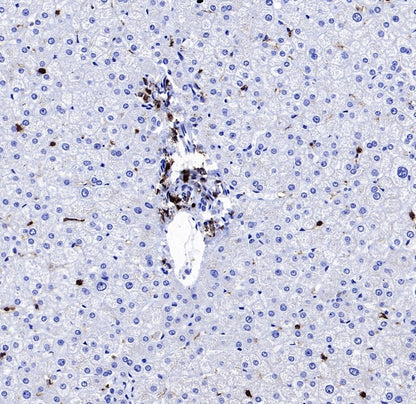CD45 Recombinant Mouse mAb (S-429-1)