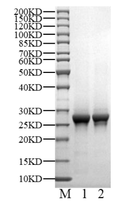 Biotinylated p53 (R175H) Protein, Human