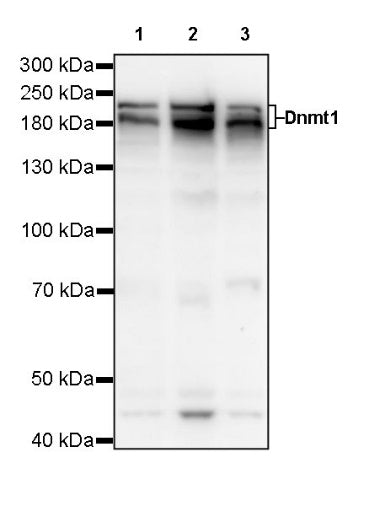 Dnmt1 Recombinant Rabbit mAb (S-R324)