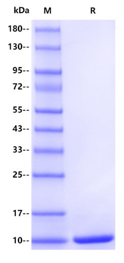 Human VAV1 (SH3-2) Protein