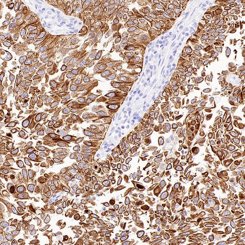 Jak1 Recombinant Rabbit mAb (S-4201)