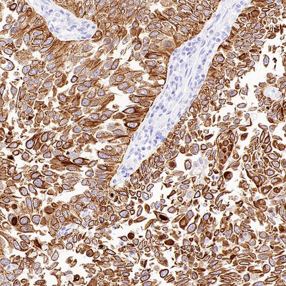 Jak1 Recombinant Rabbit mAb (S-4201)