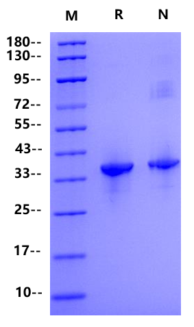VAV1 GST Tag Protein, Human