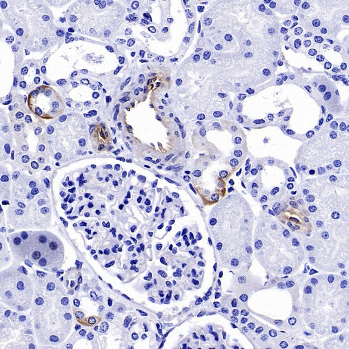 Jagged1 Recombinant Rabbit mAb (S-3296)