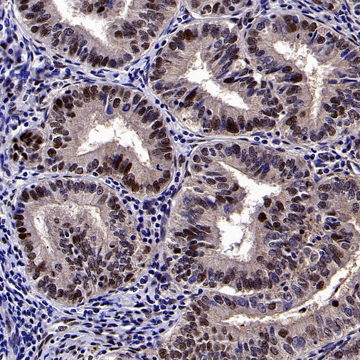 DLX5 Recombinant Rabbit mAb (S-2785-79)