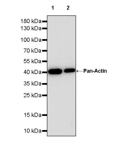 Pan Actin Recombinant Rabbit mAb (S-1365-34)