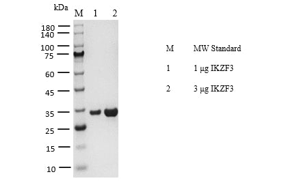 IKZF3 GST Tag Protein, Human