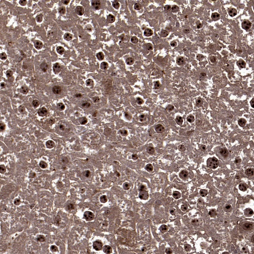 Fibrillarin Recombinant Rabbit mAb (S-1718-171)