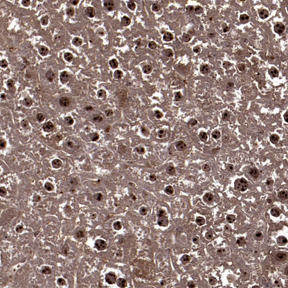 Fibrillarin Recombinant Rabbit mAb (S-1718-171)