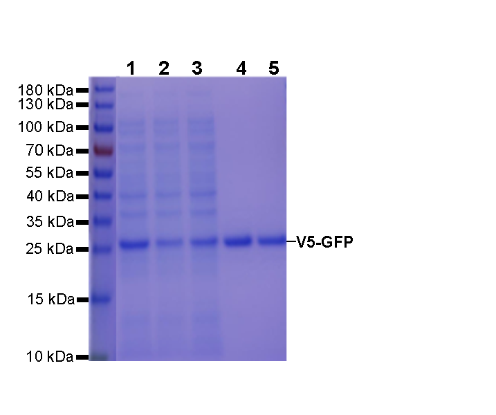 Rabbit Anti-V5 tag agarose Beads