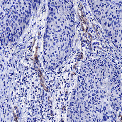S-RMab® PTEN Recombinant Rabbit mAb (SDT-R069)