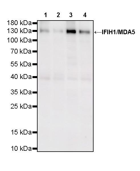 IFIH1/MDA5 Mouse mAb
