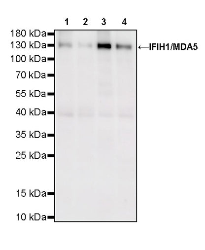 IFIH1/MDA5 Mouse mAb