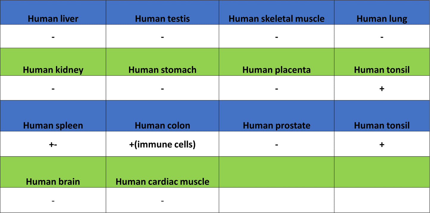 FoxO1 Recombinant Rabbit mAb (S-5118)