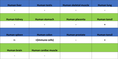FoxO1 Recombinant Rabbit mAb (S-5118)