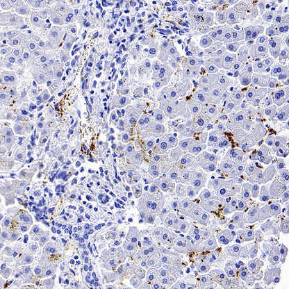 CD41 Mouse mAb (S-3057-8)