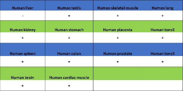 ROCK2 Rabbit Polyclonal Antibody