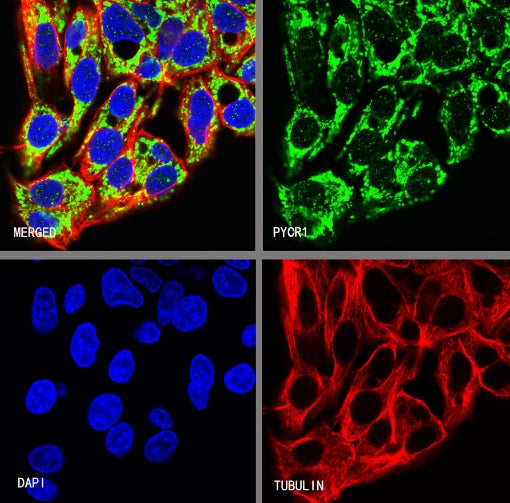 PYCR1 Rabbit Polyclonal Antibody