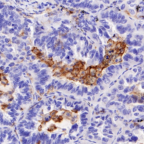 CD80 Recombinant Rabbit mAb (S-288-154)