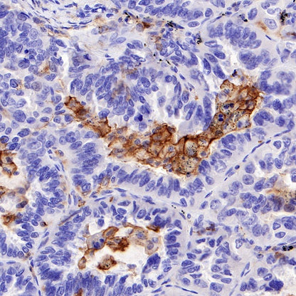 CD80 Recombinant Rabbit mAb (S-288-154)