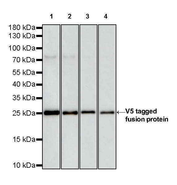 V5 Tag Recombinant Rabbit mAb (S-609-13)