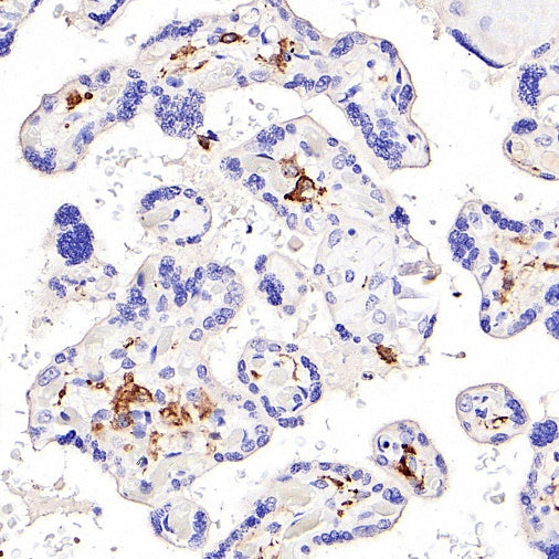 CD14 Mouse mAb (SDT-411-1)