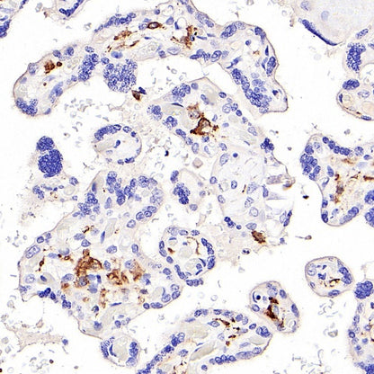CD14 Mouse mAb (SDT-411-1)