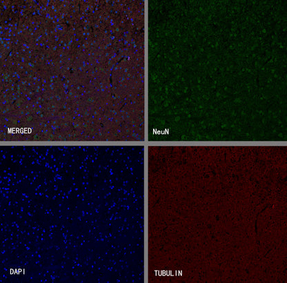 NeuN Recombinant Rabbit mAb (SDT-432-1)