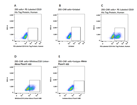 PE-Labeled CD19 His Tag Protein, Human