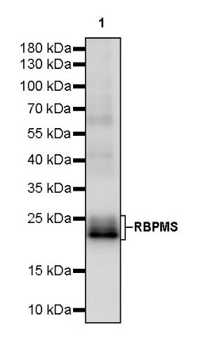 RBPMS Recombinant Rabbit mAb (S-2387-163)