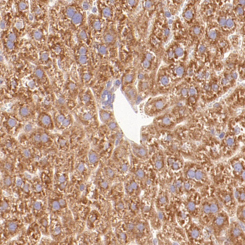 Cyclophilin B Rabbit Polyclonal Antibody